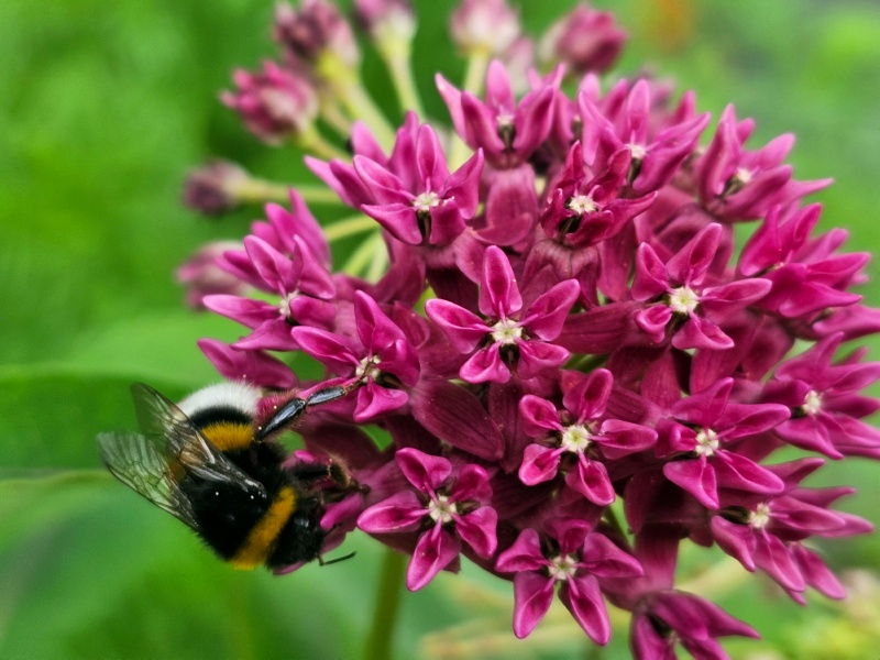 Purpur-Seidenpflanze - Asclepias purpurascens