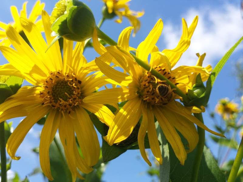 Set - Stauden Sonnenblumen