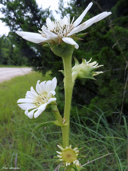 Weiße Silphie - Silphium albiflorum