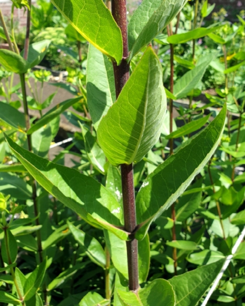 Ungeschlitze Becherpflanze - Silphium integrifolium