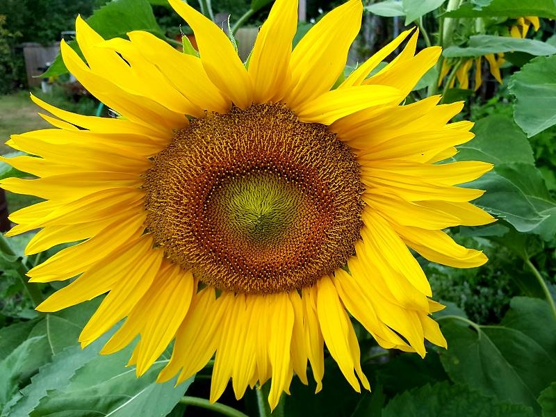 Sonnenblume "Summersun" - Helianthus annuus