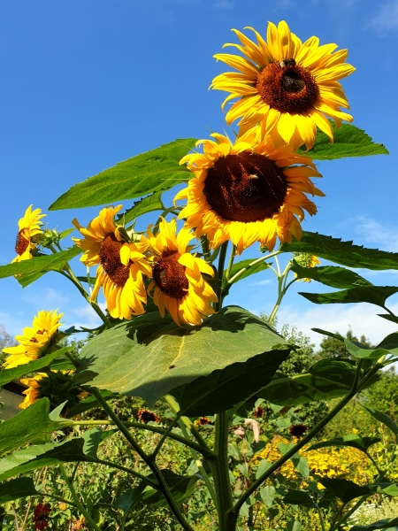 Gelbe Sonnenblume - Helianthus annuus