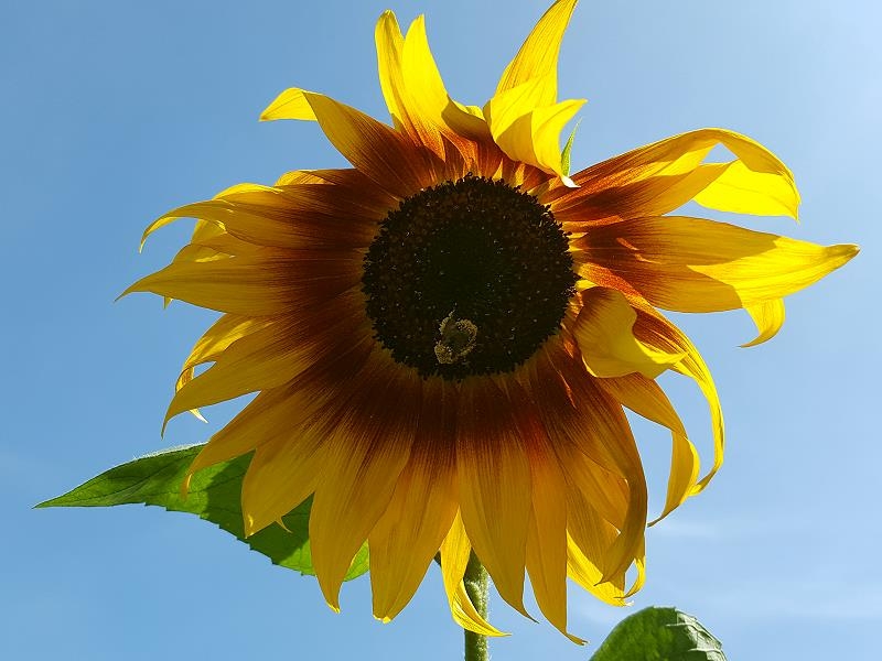 Sonnenblume - Helianthus annuus "Ring of Fire"