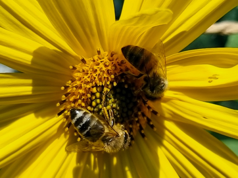 Maximilian-Sonnenblume - Helianthus maximiliani