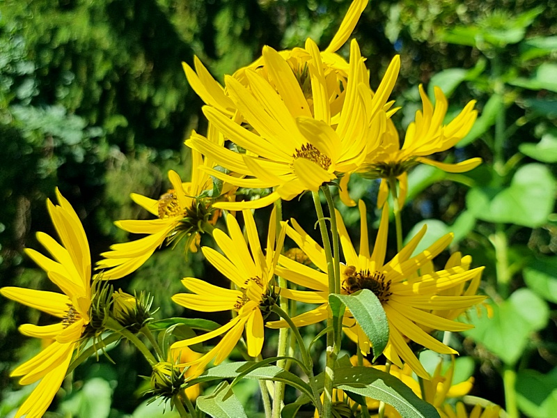 Maximilian-Sonnenblume - Helianthus maximiliani