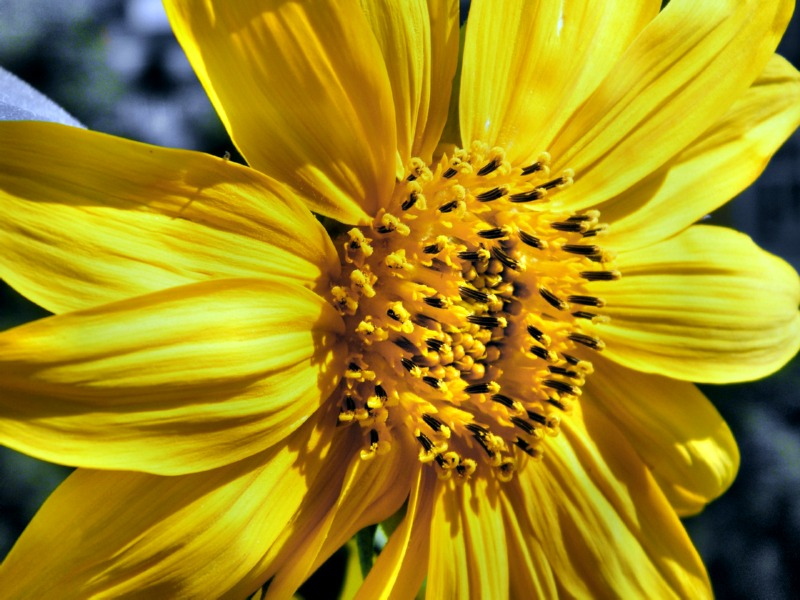 Maximilian-Sonnenblume - Helianthus maximiliani