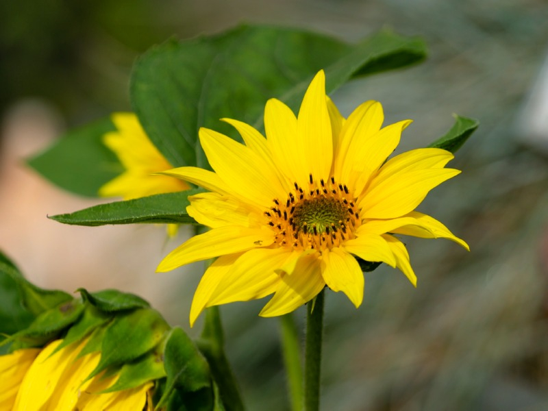 Maximilian-Sonnenblume - Helianthus maximiliani