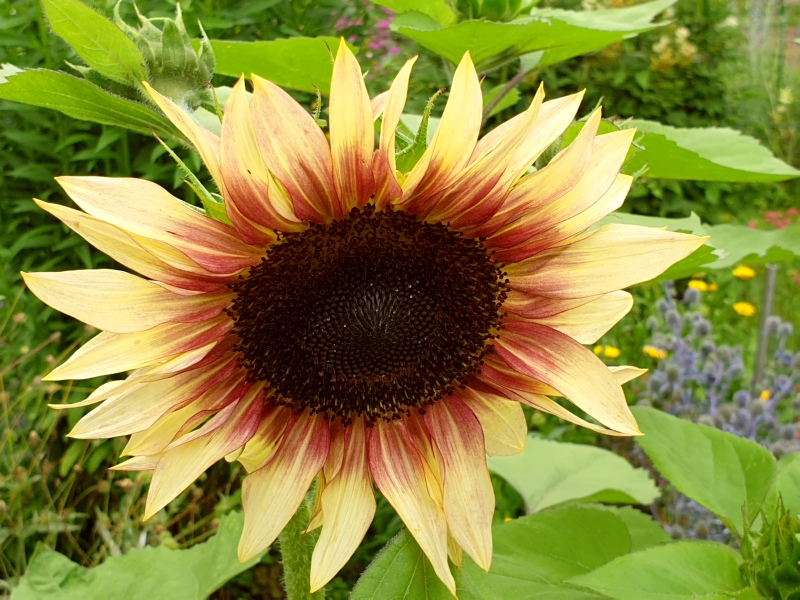 Sonnenblume "Mahagony"- Helianthus annuus