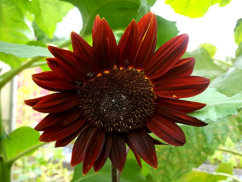 Sonnenblume Chocolat- Helianthus annuus