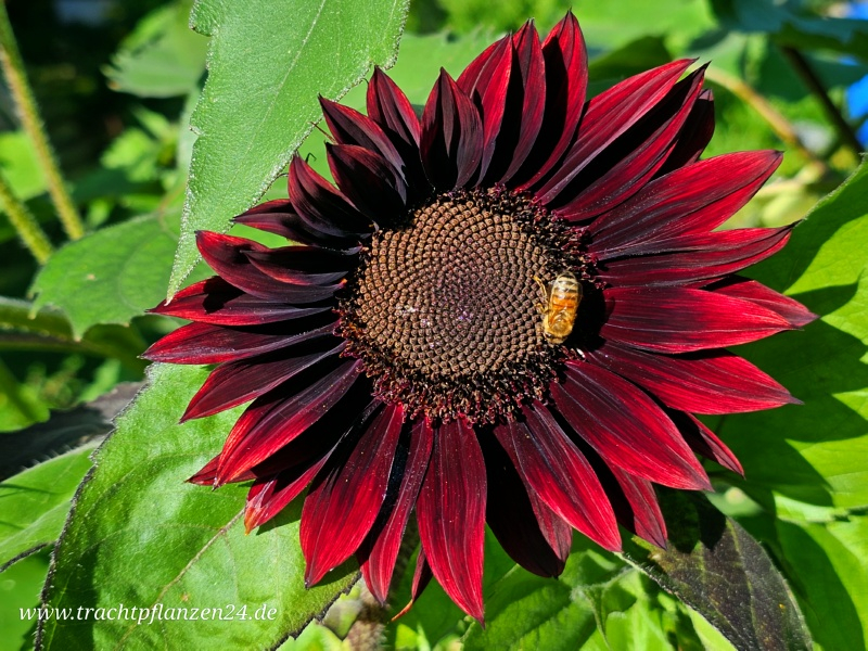 Sonnenblume Chocolat- Helianthus annuus