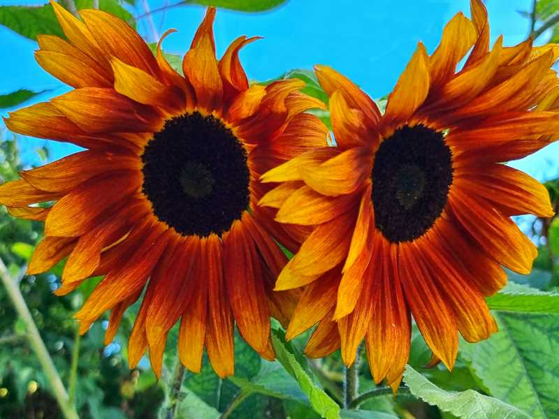 Sonnenblume "Terracotta"- Helianthus annuus