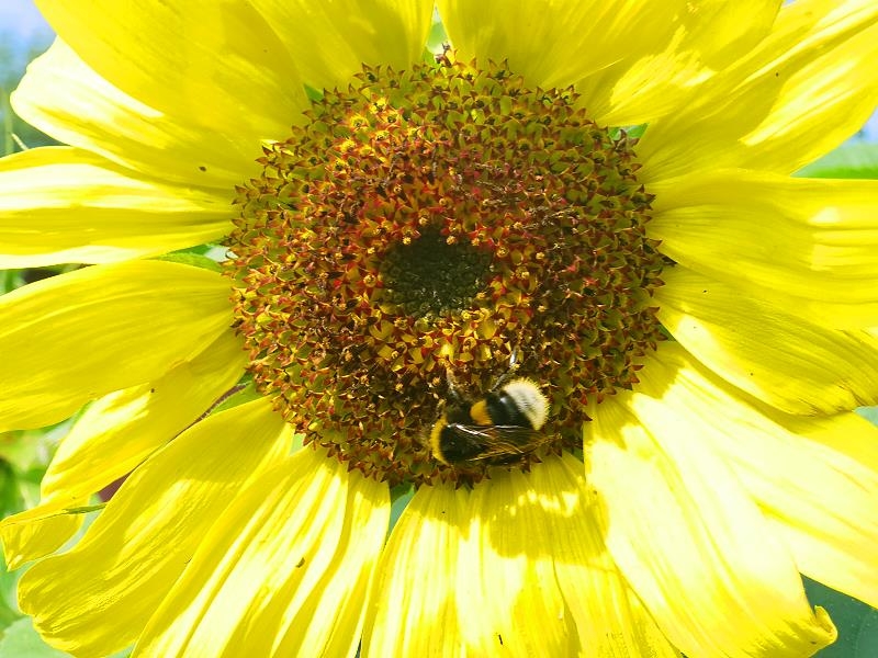 Gelbe Sonnenblume MINI - Helianthus annuus - Kopie