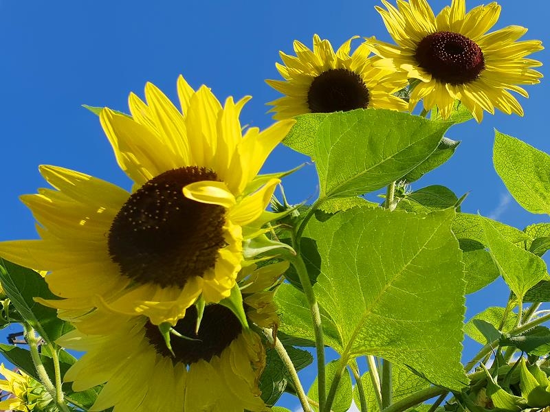 Gelbe Sonnenblume MINI - Helianthus annuus - Kopie