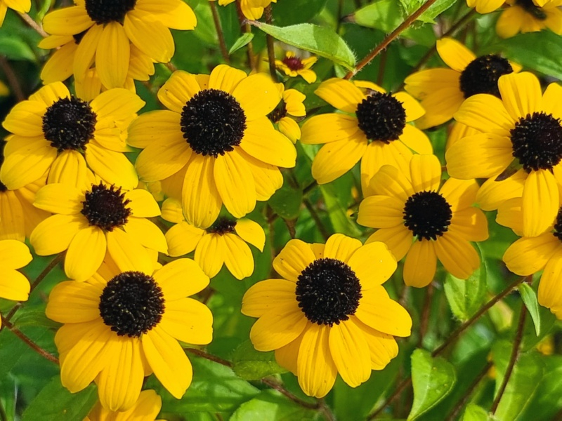 Dreilappiger Sonnenhut - Rudbeckia triloba