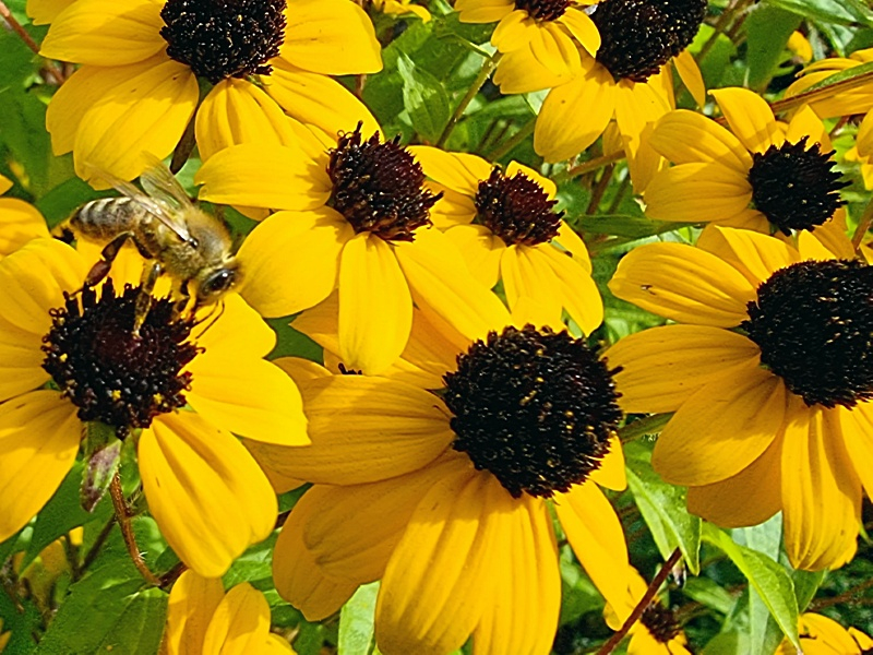 Dreilappiger Sonnenhut - Rudbeckia triloba