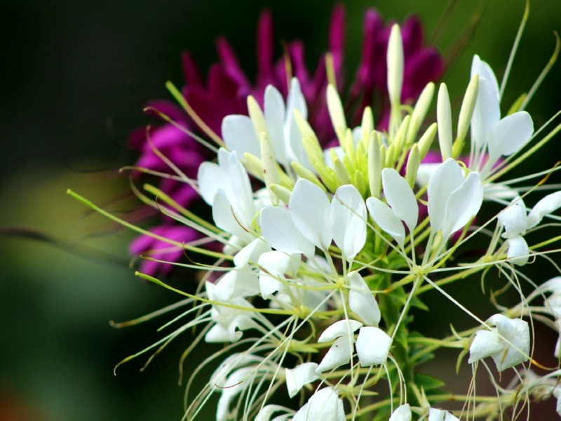 Spinnenblume - Cleome hassleriana 'White Queen'