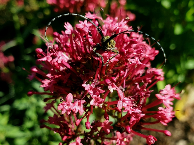 Rote Spornblumen - Coccineus