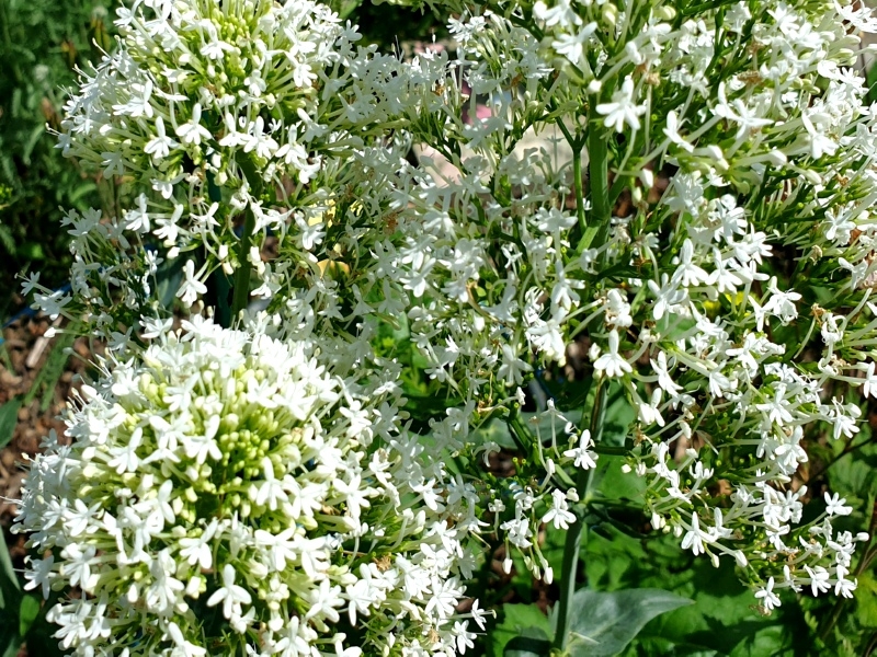 Weiße Spornblume Centranthus ruber 'Albus'