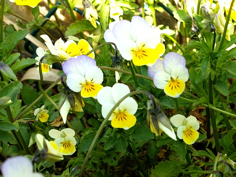 Acker-Stiefmütterchen - Viola arvensis