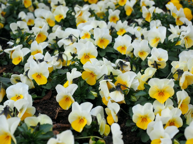 Acker-Stiefmütterchen - Viola arvensis