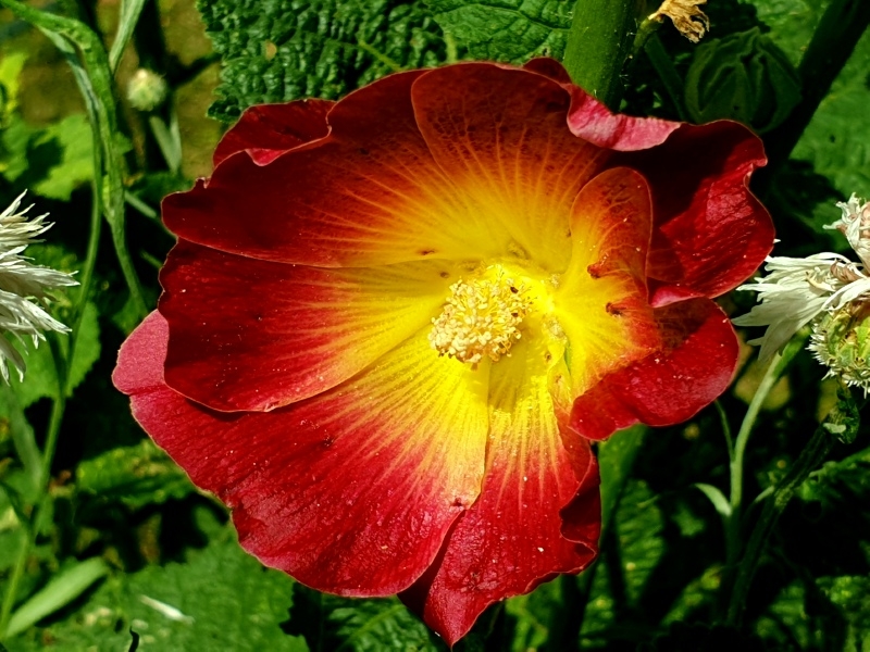 Gewöhnliche Stockrose HS - Alcea rosea "Red Rainbow"
