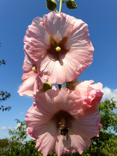 Gewöhnliche Stockrose Rosa-Weiss - Alcea rosea