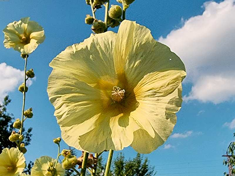 Gewöhnliche Stockrose Gelb - Alcea rosea