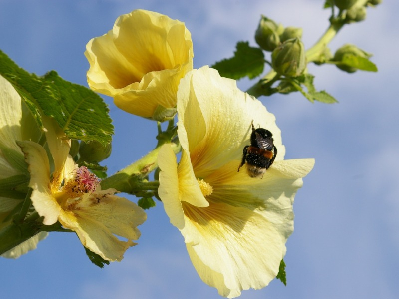 Gewöhnliche Stockrose Gelb - Alcea rosea