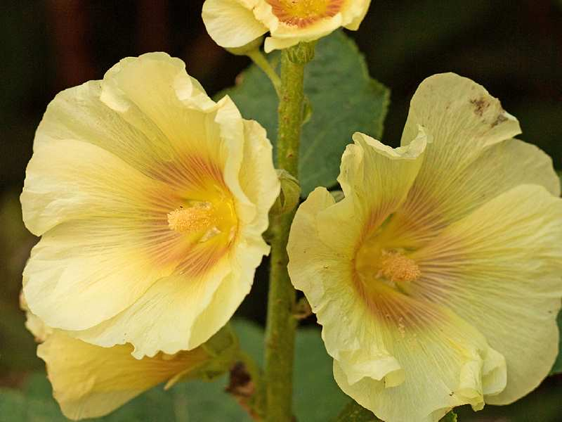 Gewöhnliche Stockrose Gelb - Alcea rosea