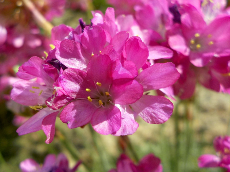 Rote Strandnelke - Armeria maritima