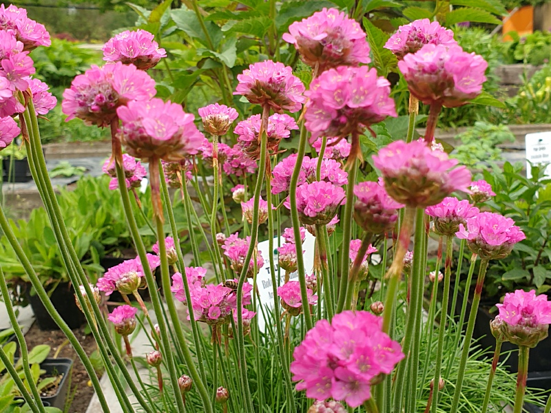 Rote Strandnelke - Armeria maritima