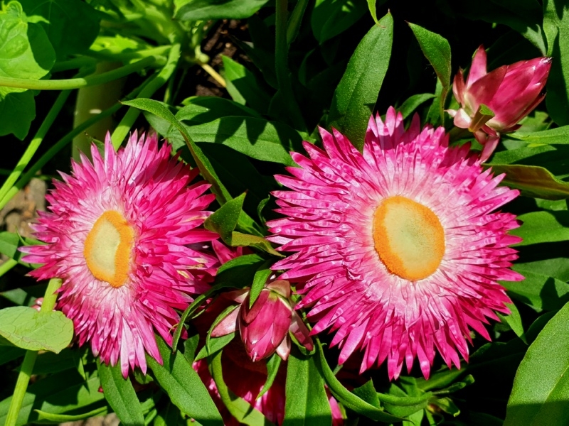 Strohblume - Helichrysum bracteatum "Lovely Rose"