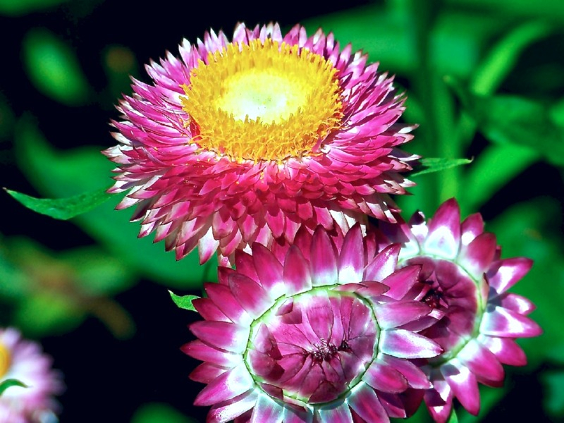 Strohblume - Helichrysum bracteatum "Lovely Rose"