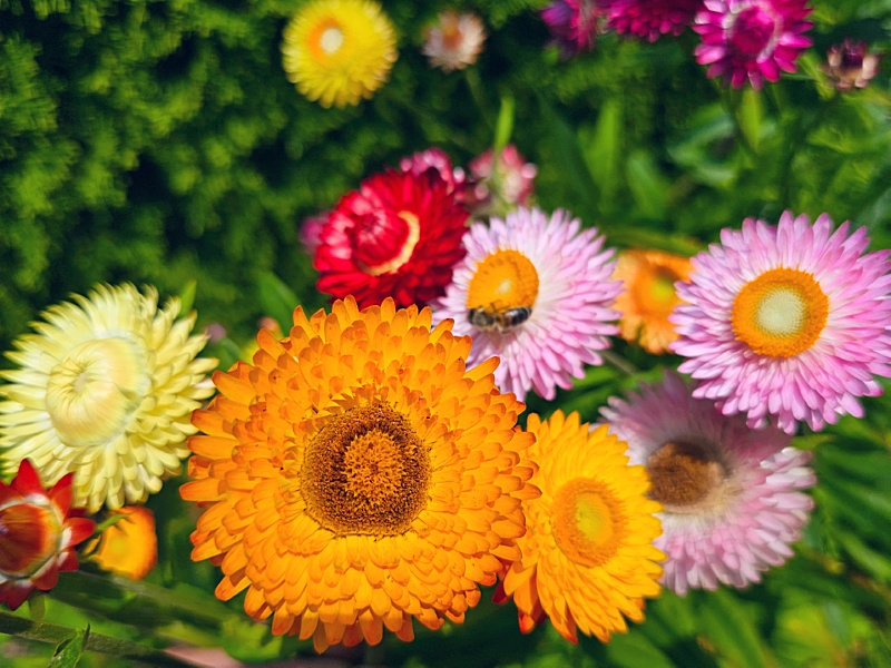 Strohblumen - Helichrysum bracteatum