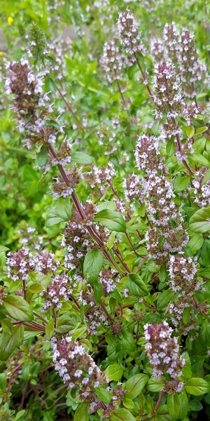 Gartenthymian - Thymus vulgaris