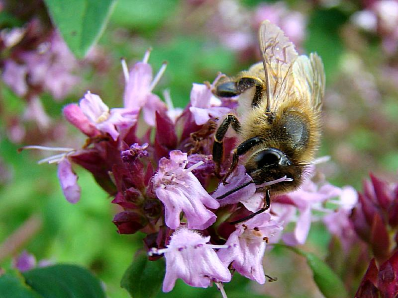 Arznei-Thymian - Thymus pulegioides