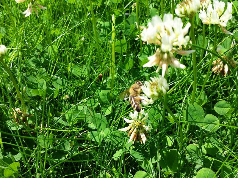 Weiß Klee - Trifolium repens