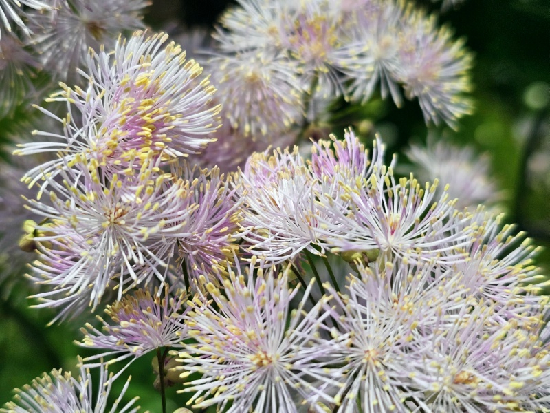 Akeleiblättrige Wiesenraute - Thalictrum aquilegiifolium