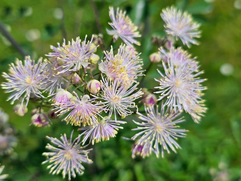 Akeleiblättrige Wiesenraute - Thalictrum aquilegiifolium