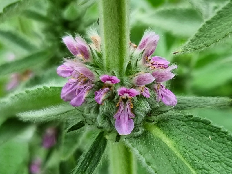 Deutsche Ziest - Stachys germanica