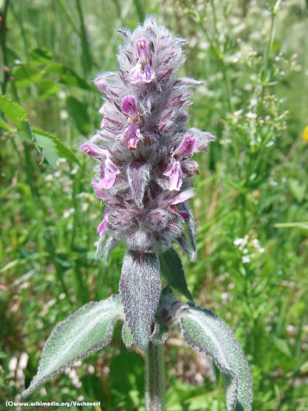 Deutsche Ziest - Stachys germanica