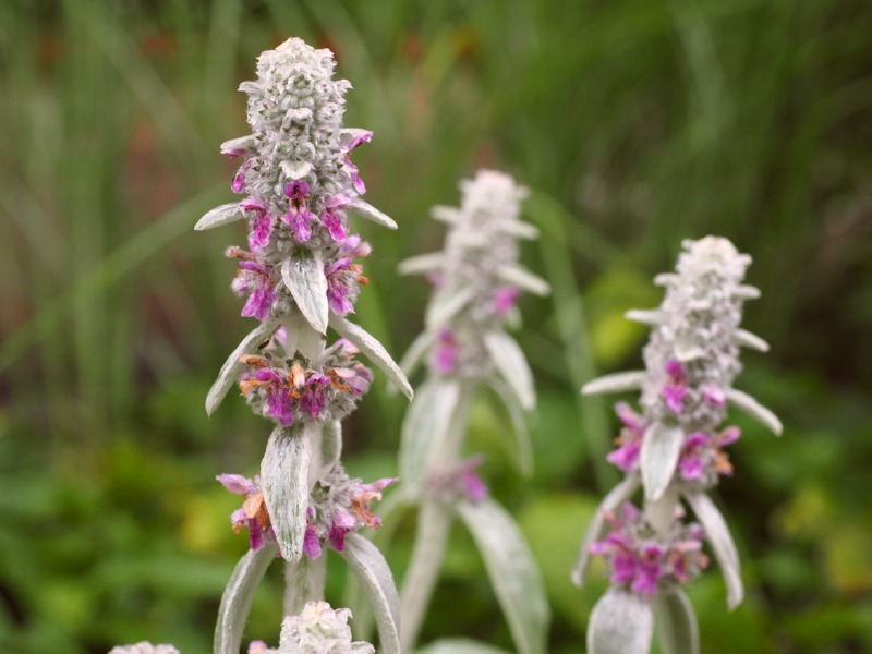 Byzantinischer Wollziest Stachys byzantina