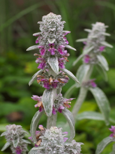 Byzantinischer Wollziest Stachys byzantina