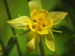 Saatgut Akelei - Aquilegia chrysantha 'Yellow Queen'