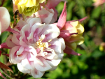 Saatgut Akelei - 'WINKY Double Rose & White' - Aquilegia vulgaris