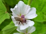 Echter Eibisch - Althaea officinalis