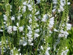 Weiße Virginische Gelenkblume - Physostegia virginiana