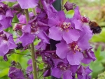 Saatgut Purpur Königskerze 'Violetta' - Verbascum phoeniceum 'Violetta'