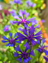 Kornblume - Centaurea cyanoides 'Blue Carpet'