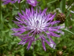 Saatgut Flockenblume Kaukasus - Centaurea dealbata